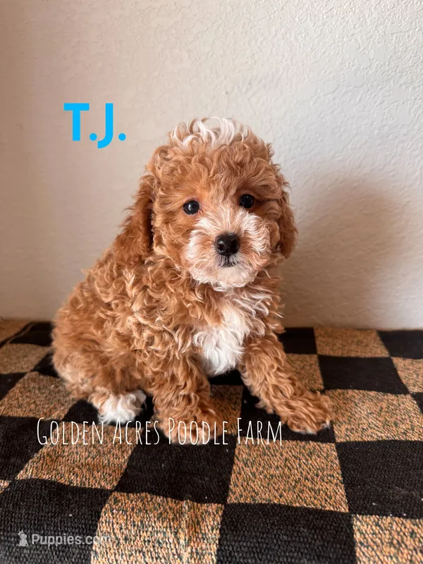 T.J. – Poodle - Toy  puppy for sale in Houston, TX