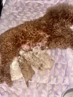 T.J., a male Poodle - Toy  for sale in Houston, TX – 5 of 5