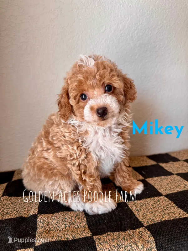 Mikey – Poodle - Toy  puppy for sale in Houston, TX