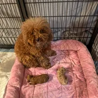 Lily Cottontail , a female Poodle - Toy  for sale in Houston, TX – Photo 4 of 6