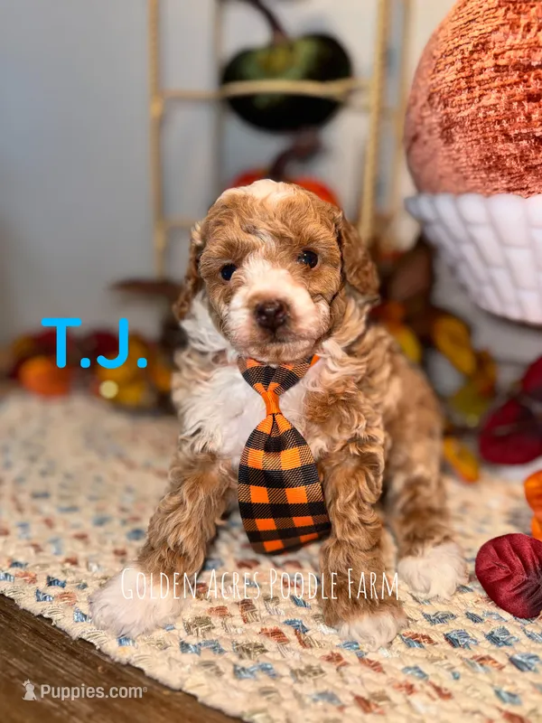 T.J. – Poodle - Toy  puppy for sale in Houston, TX