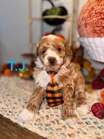 T.J., a male Poodle - Toy  for sale in Houston, TX – 1 of 5