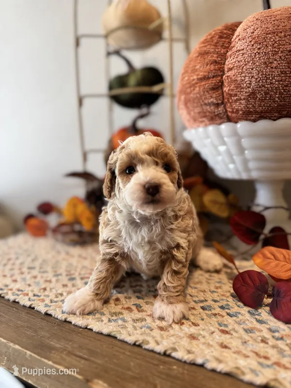 Ashley – Poodle - Toy  puppy on hold in Houston, TX