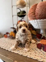 Ashley, a female Poodle - Toy  for sale in Houston, TX – 1 of 1