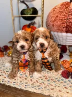 Mikey, a male Poodle - Toy  for sale in Houston, TX – 2 of 5