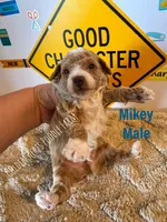 T.J., a male Poodle - Toy  for sale in Houston, TX – 3 of 5