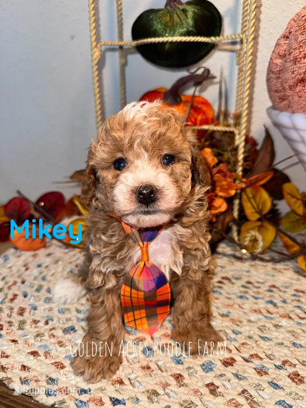 Mikey – Poodle - Toy  puppy for sale in Houston, TX