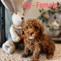 Lily Cottontail , a female Poodle - Toy  for sale in Houston, TX – Photo 1 of 6