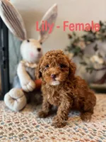 Lily Cottontail , a female Poodle - Toy  and Poodle - Miniature  for sale in Houston, TX – Photo 1 of 4