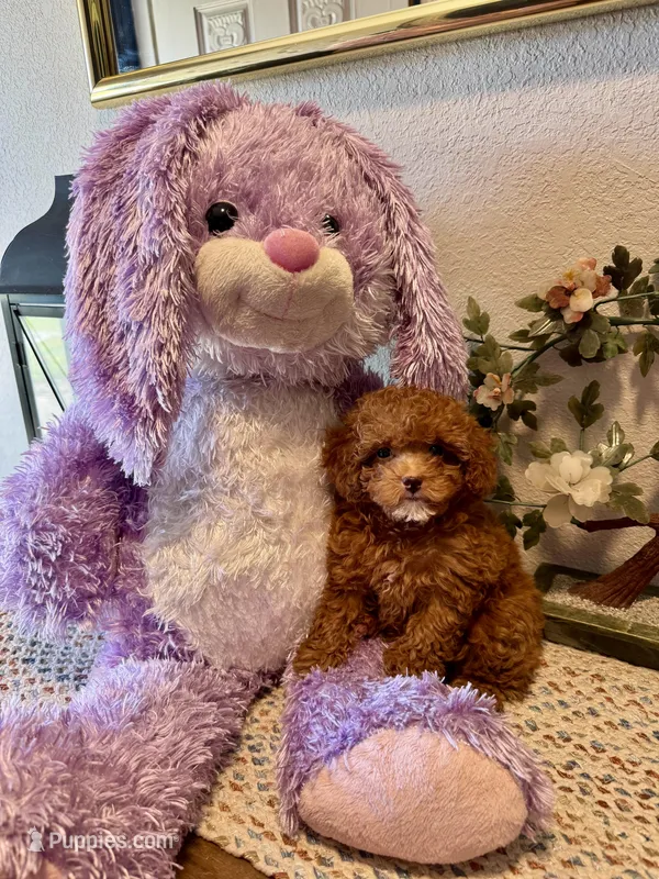 Lily Cottontail  – Poodle - Toy  puppy for sale in Houston, TX
