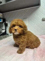 Lily Cottontail , a female Poodle - Toy  for sale in Houston, TX – Photo 5 of 6