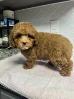 Lily Cottontail , a female Poodle - Toy  for sale in Houston, TX – Photo 6 of 6