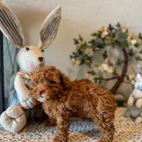 Lily Cottontail , a female Poodle - Toy  for sale in Houston, TX – Photo 2 of 6