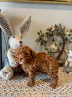 Lily Cottontail , a female Poodle - Toy  and Poodle - Miniature  for sale in Houston, TX – Photo 2 of 4
