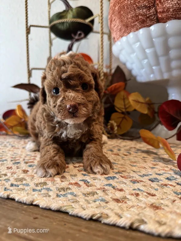 Gretchen  – Poodle - Toy  puppy on hold in Houston, TX