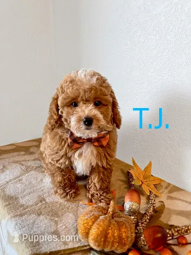 T.J. – Poodle - Toy  puppy for sale in Houston, TX