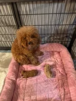 Peter Rabbit , a male Poodle - Toy  and Poodle - Miniature  for sale in Houston, TX – Photo 4 of 4