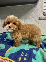 Peter Rabbit , a male Poodle - Toy  for sale in Houston, TX – Photo 6 of 6