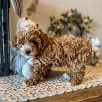 Peter Rabbit , a male Poodle - Toy  for sale in Houston, TX – Photo 1 of 6