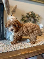 Peter Rabbit , a male Poodle - Toy  and Poodle - Miniature  for sale in Houston, TX – Photo 1 of 4