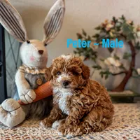 Peter Rabbit , a male Poodle - Toy  for sale in Houston, TX – Photo 2 of 6