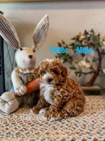 Peter Rabbit , a male Poodle - Toy  and Poodle - Miniature  for sale in Houston, TX – Photo 2 of 4