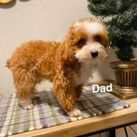 Peter Rabbit , a male Poodle - Toy  for sale in Houston, TX – Photo 3 of 6