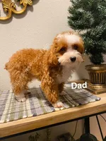 Peter Rabbit , a male Poodle - Toy  and Poodle - Miniature  for sale in Houston, TX – Photo 3 of 4