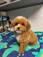 Peter Rabbit , a male Poodle - Toy  for sale in Houston, TX – Photo 5 of 6