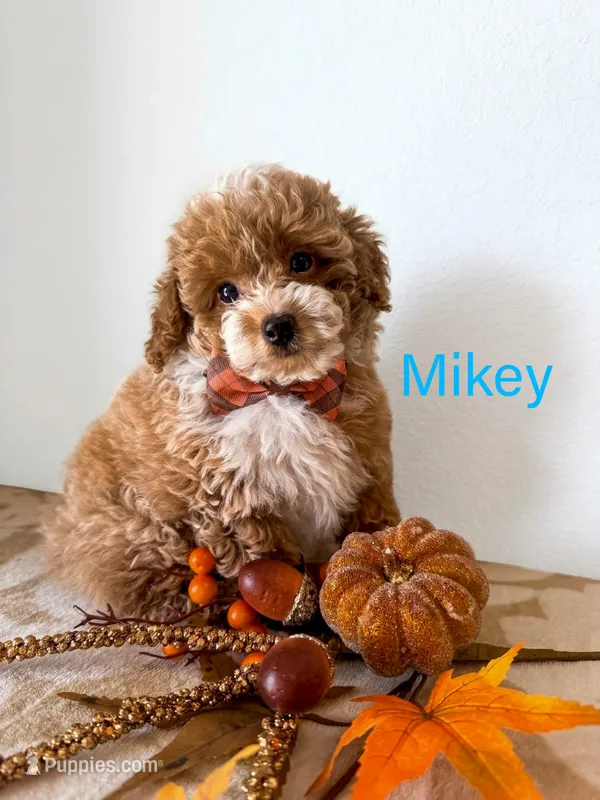 Mikey – Poodle - Toy  puppy for sale in Houston, TX
