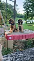 Tank, a male Doberman Pinscher and English Mastiff for sale in Brantley, AL – 5 of 8