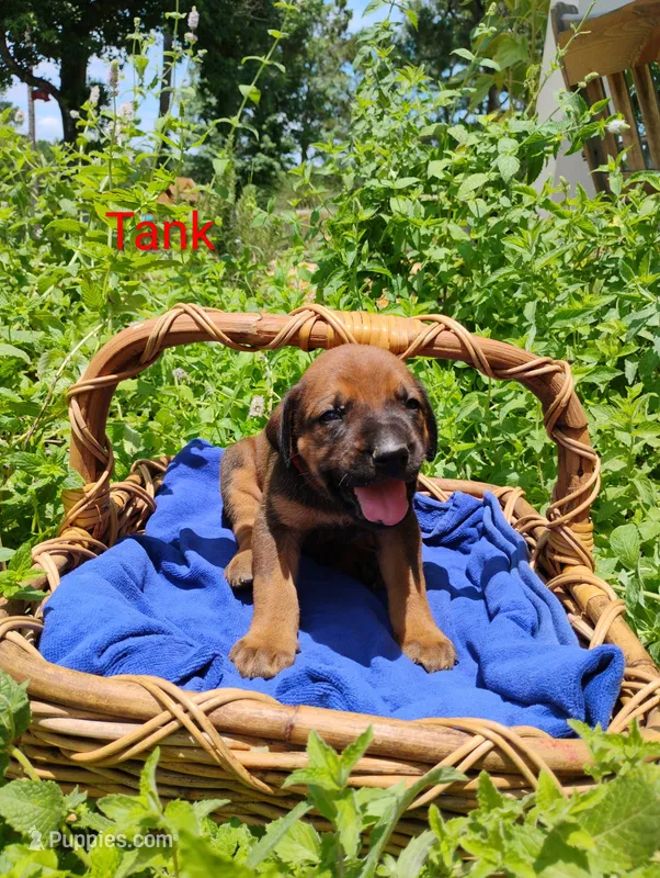 Tank – Doberman Pinscher, English Mastiff puppy for sale in Brantley, AL