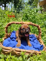 Tank, a male Doberman Pinscher and English Mastiff for sale in Brantley, AL – 1 of 1