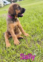 Sally , a female Doberman Pinscher and English Mastiff for sale in Brantley, AL – 4 of 7