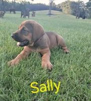 Sally , a female Doberman Pinscher and English Mastiff for sale in Brantley, AL – 3 of 7