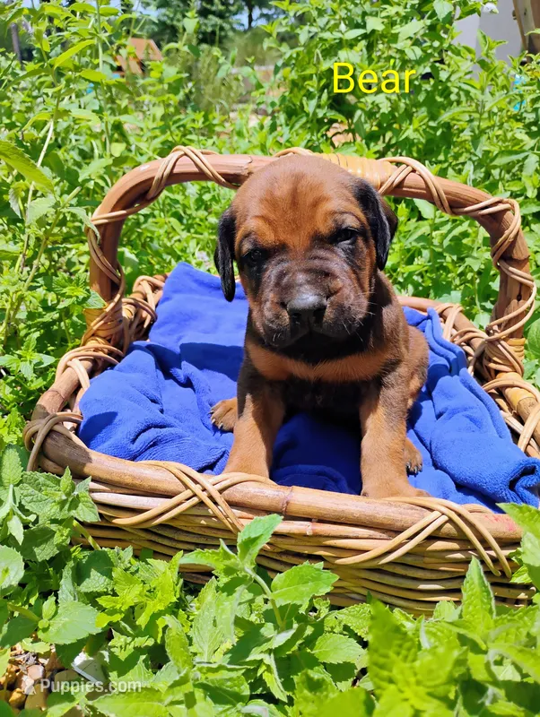 Bear – Doberman Pinscher, English Mastiff puppy for sale in Brantley, AL