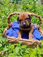 Bear, a male Doberman Pinscher and English Mastiff for sale in Brantley, AL – 1 of 2