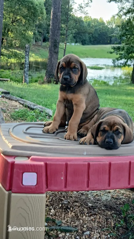 Tank – Doberman Pinscher, English Mastiff puppy for sale in Brantley, AL