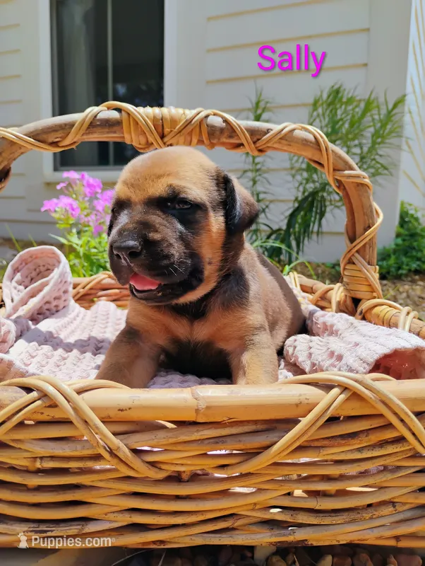 Sally  – Doberman Pinscher, English Mastiff puppy for sale in Brantley, AL