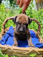 Wilbur, a male Doberman Pinscher and English Mastiff for sale in Brantley, AL – 1 of 2