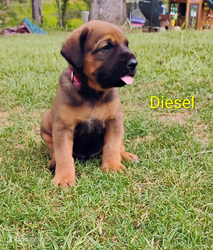 Diesel – Doberman Pinscher, English Mastiff puppy for sale in Brantley, AL