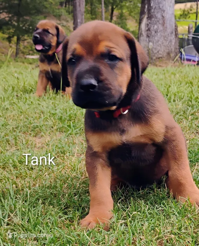 Tank – Doberman Pinscher, English Mastiff puppy for sale in Brantley, AL
