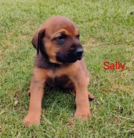 Sally , a female Doberman Pinscher and English Mastiff for sale in Brantley, AL – 6 of 7