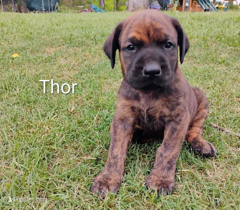 Thor – Doberman Pinscher, English Mastiff puppy for sale in Brantley, AL