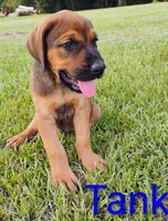 Tank, a male Doberman Pinscher and English Mastiff for sale in Brantley, AL – 8 of 8