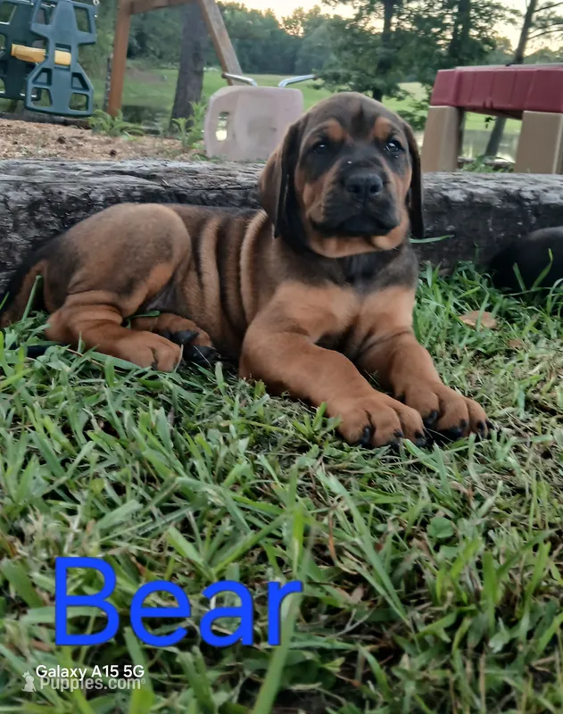 Bear – Doberman Pinscher, English Mastiff puppy for sale in Brantley, AL