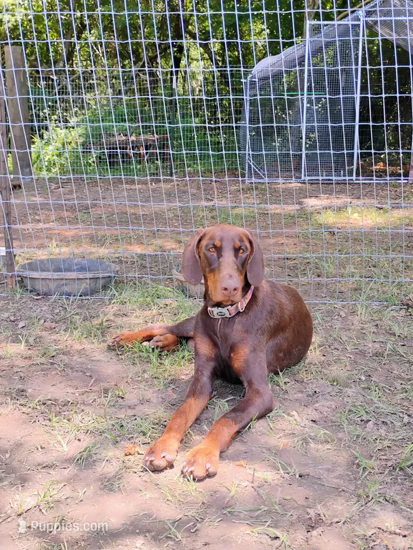 Daphne – Doberman Pinscher puppy for sale in Brantley, AL