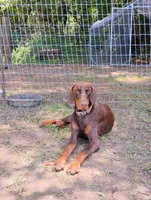 Daphne, a female Doberman Pinscher for sale in Brantley, AL – 1 of 3