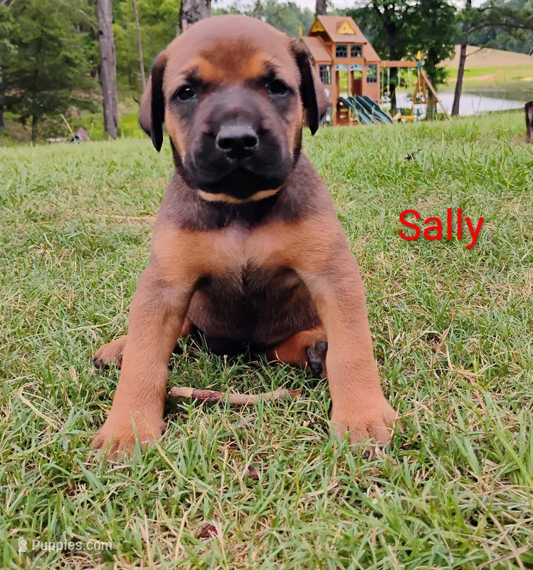 Sally  – Doberman Pinscher, English Mastiff puppy for sale in Brantley, AL