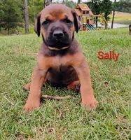 Sally , a female Doberman Pinscher and English Mastiff for sale in Brantley, AL – 5 of 7